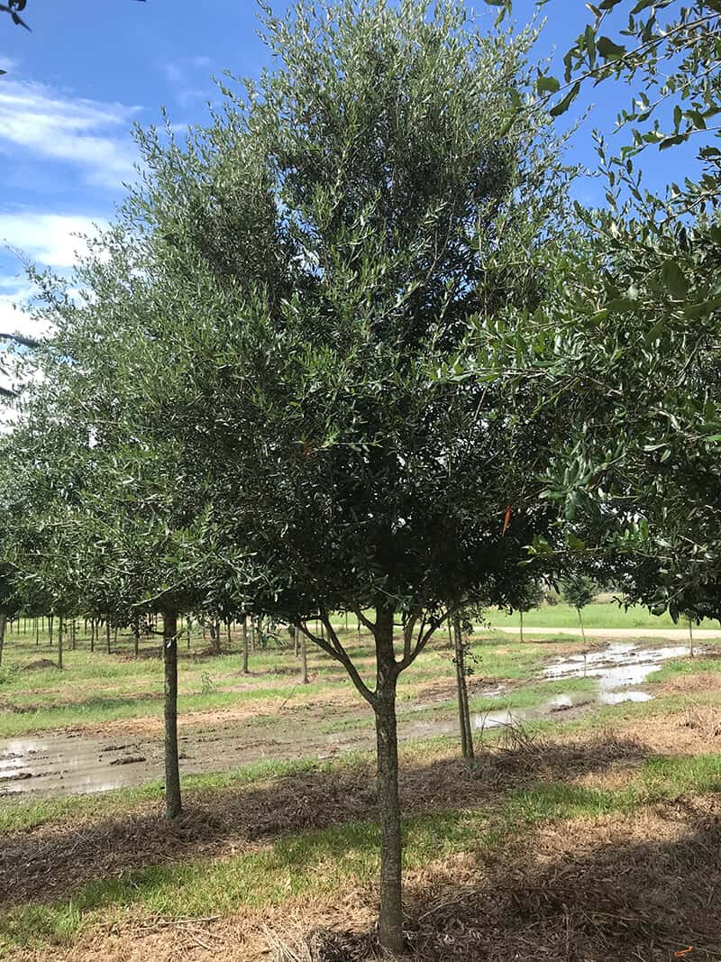 large-live-oak-trees-for-sale-independent-tree-services-inc